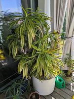 Drachenbaum Dracaena 'Song of India' inkl. Topf auf Rollen