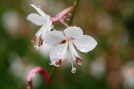 PRACHTKERZE - GAURA LINDHEIMERI - LINDHEIMERS BEEBLOSSOM