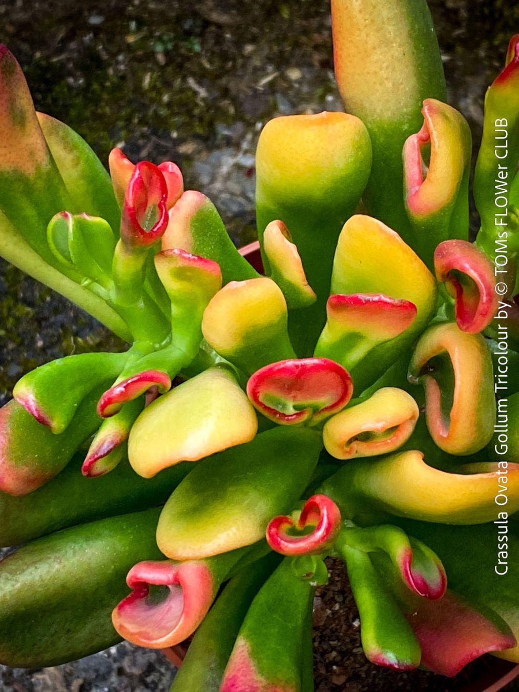 Pflanzen & Samen: Crassula Ovata Gollum Tricolor - 3-farbiger Gelbaum – Neu und originalverpackt aus Adliswil von astom369