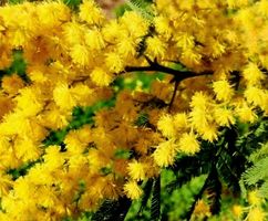 Die klassische Mimose "ACACIA MIMOSA" Baumchen XL 150 cm
