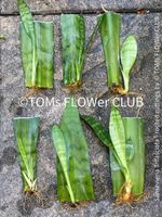 Sansevieria Trifasciata - Blattsteckling - 100% Qualität