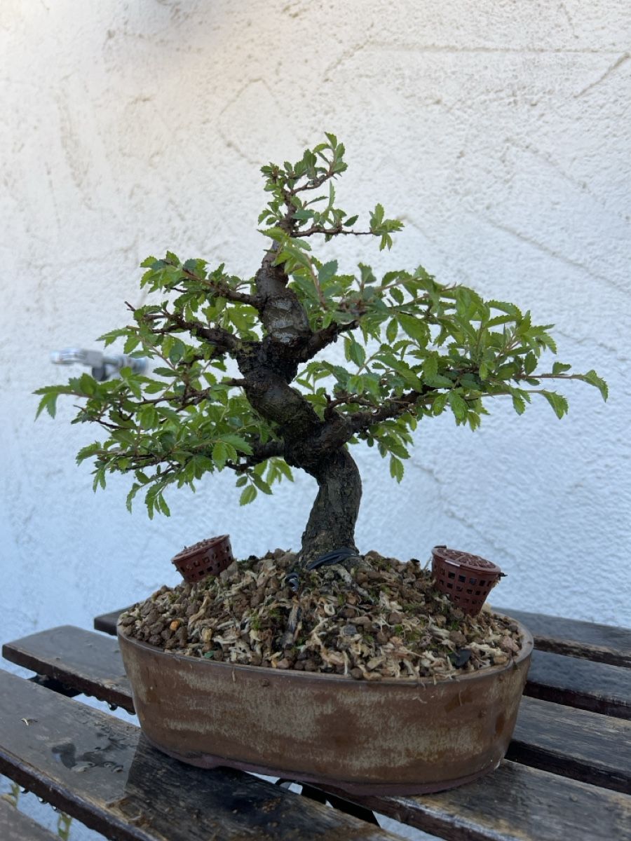 Piante & sementi: Chinese Elm Bonsai – Usato da Genève venduto da dan_tt69