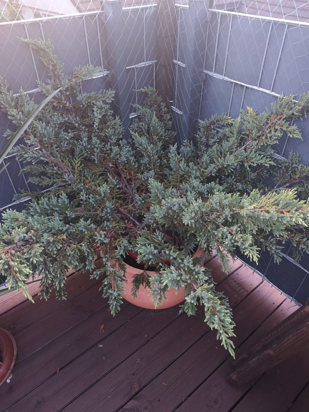 Plantes & graines: Konifere – D'occasion à Arbon par Ribon7
