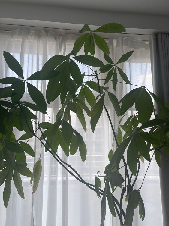 Glückskastanie Pachira Aquatica Pflanze OHNE Topf Kaufen auf Ricardo