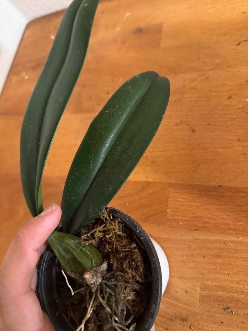Plantes & graines: Bulbophyllum Elisabeth Ann 'Buckleberry' – D'occasion à Männedorf par mrclst 2