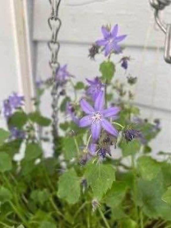 Ciotole: 3 Blumen in der Schale  – Usato da Frauenfeld venduto da Irene.Schuppli 3