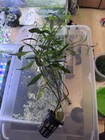 Hygrophila corymbosa 'Siamensis 53B'