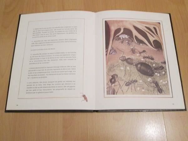 Libri: La fourmi ailée – Usato da Neuchâtel venduto da Dualseele 7
