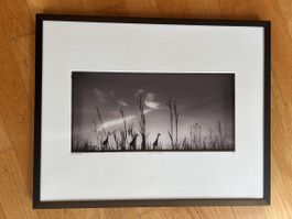 Laurent Baheux – “Girafe in the Grass” – Édition limitée 2/7