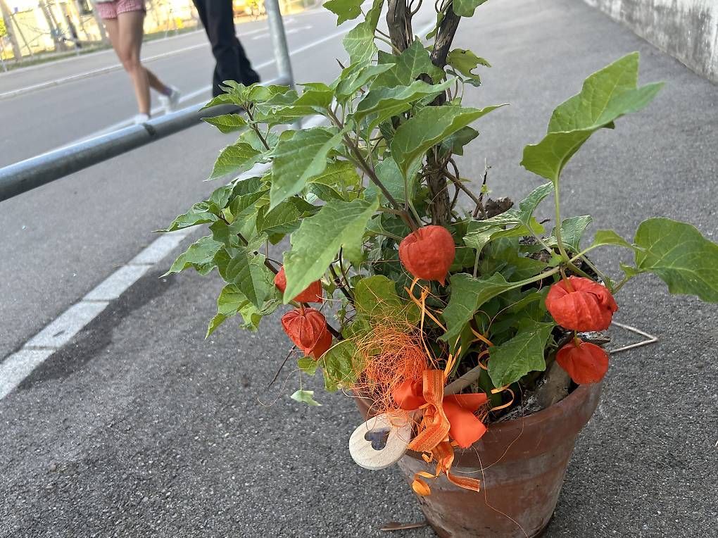Pflanzen & Samen: Physalis und Efeu im Tontopf  – Neu und originalverpackt aus Frauenfeld von Irene.Schuppli