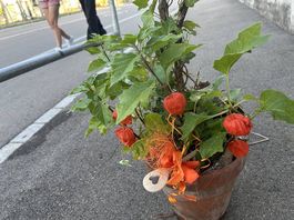 Physalis und Efeu im Tontopf 
