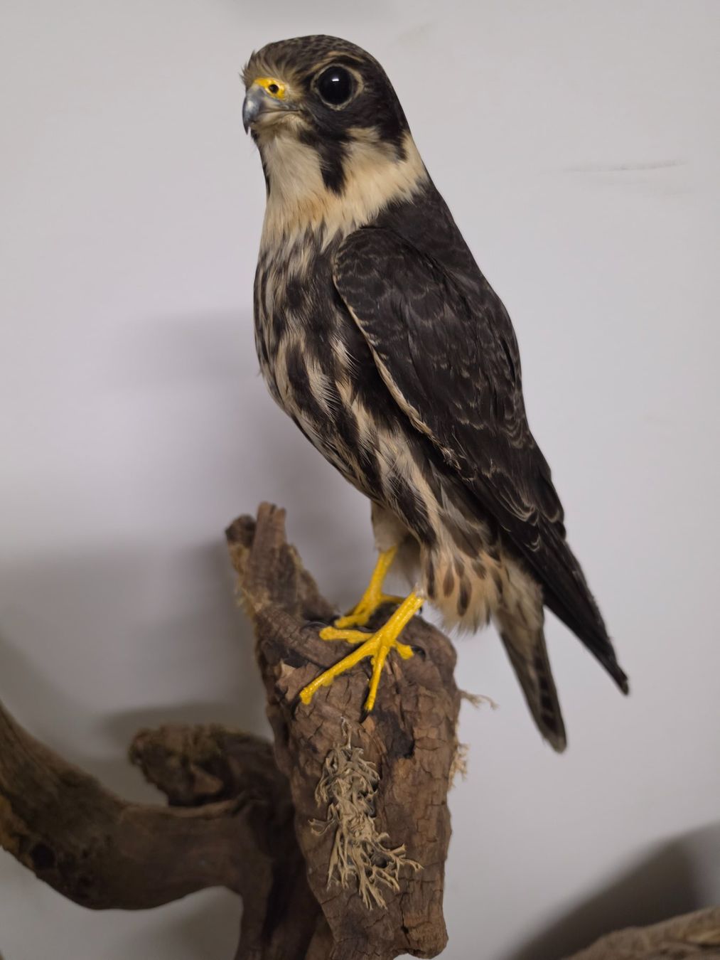 Monde des animaux: Präparat Baumfalke – D'occasion à Oberrindal par Ketupu