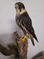 Präparat Baumfalke