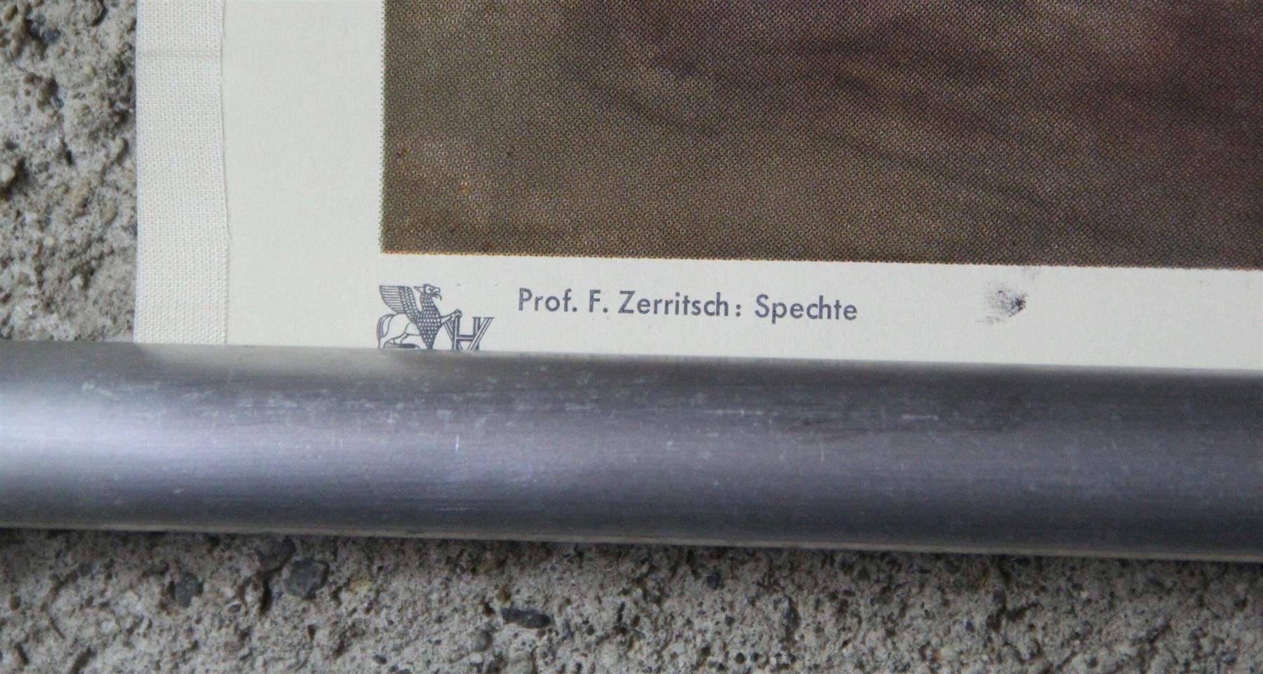 Posters & Illustrations: Schulwandbild "Spechte" – D'occasion à Birrwil par brandschatz_birrwil 5