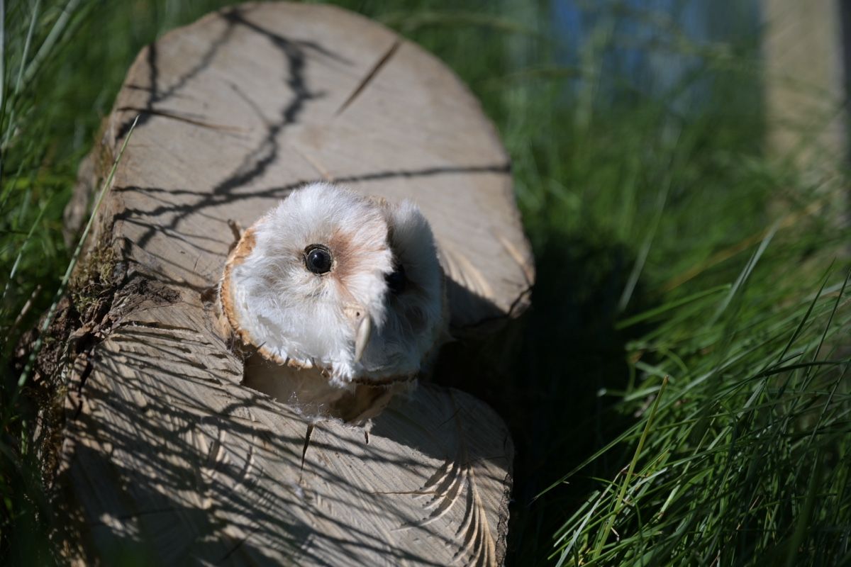 Il mondo degli animali: Präparat des Kopfs einer Schleiereule – Usato da Bellach venduto da wensa11 5