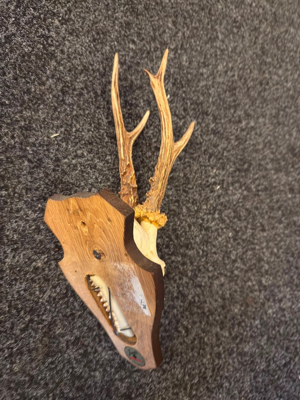Sonstiges zum Sammeln & Seltenes: Rehbock Geweih auf Holzschild – Gebraucht aus Luzern von Elgordo7 2