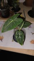 Alocasia Frydek Albo Variegata 
