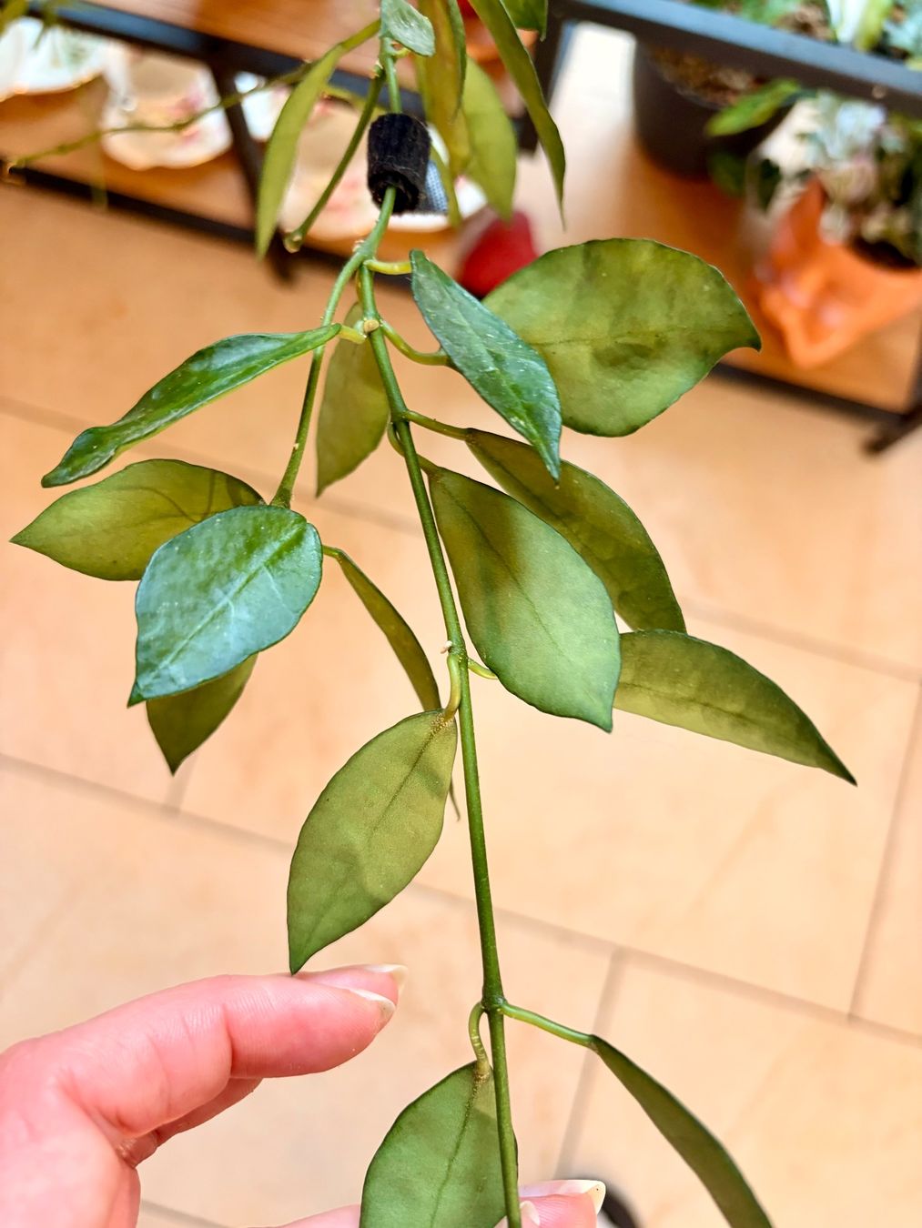 Pflanzen & Samen: Hoya Lacunosa Amarillo – Gebraucht aus Kaiseraugst von dka_b97z 3