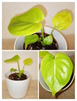 Monstera Lemon Lime