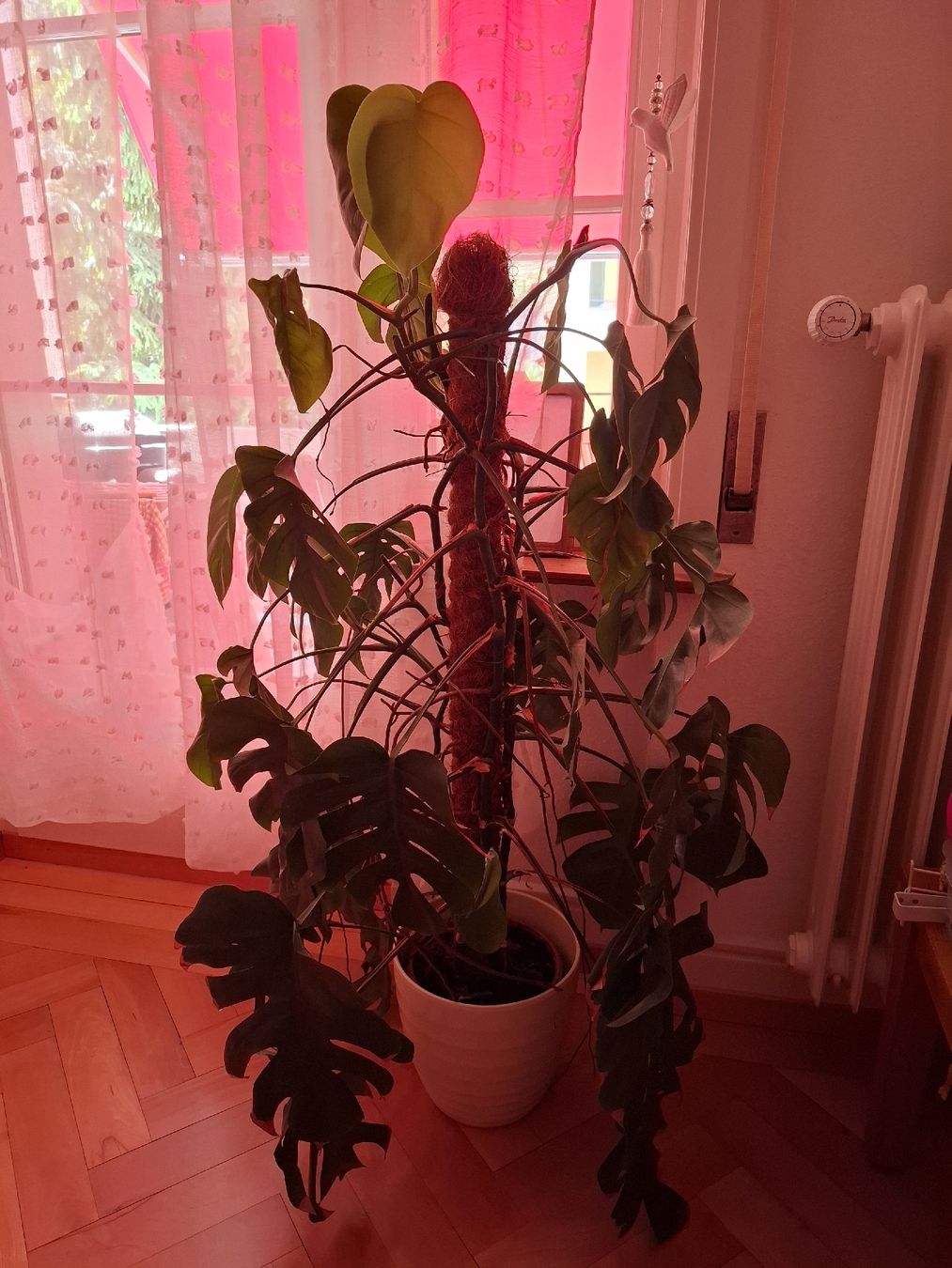 Pflanzen & Samen: Monstera 125cm – Neu (gemäss Beschreibung) aus Luzern von tutti-i-venti