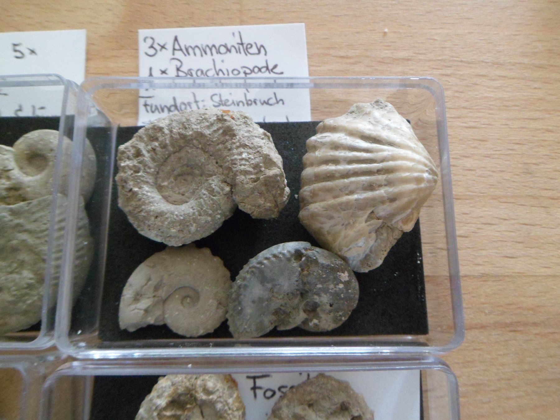 Fossiles: Fossilien Sammlung in 8 Böxli Schweiz – D'occasion à Affoltern am Albis par Fossil60 3