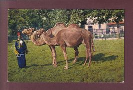 BASEL - Zoologischer Garten - Kamele