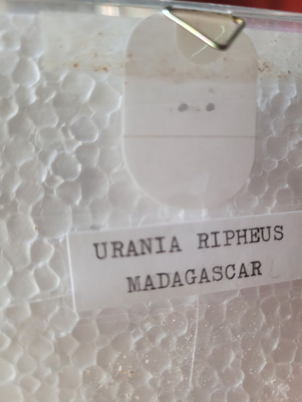 Il mondo degli animali: Papillon Urania Ripheus Madagascar naturalisé – Usato da Vevey venduto da lba_dd82 2