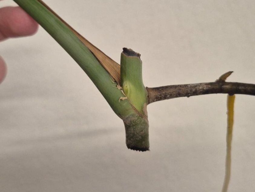 Piante & sementi: 🌿 Monstera Aurea Ableger #2🌿 – Nuovo (secondo la descrizione) da Dürrenäsch venduto da Tina_2023 2