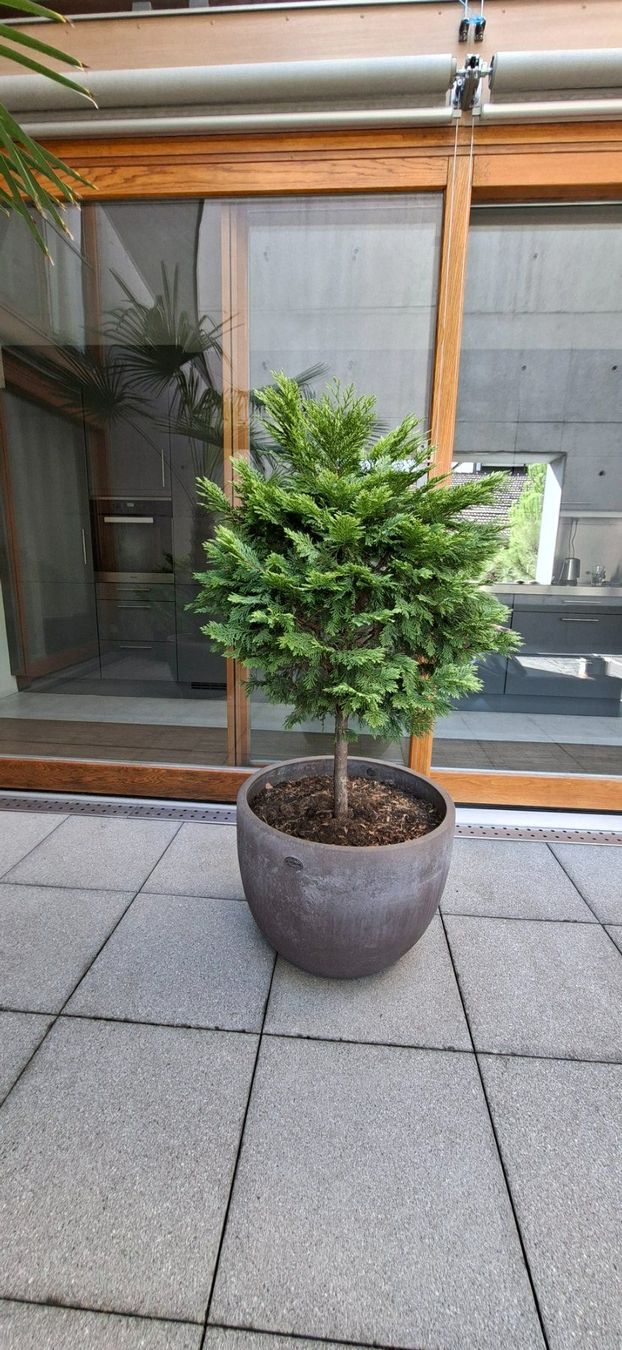 Pflanzen & Samen: Thuja Lebensbaum mit Topf 1.45m H – Gebraucht aus Riehen von Valflyfi 1