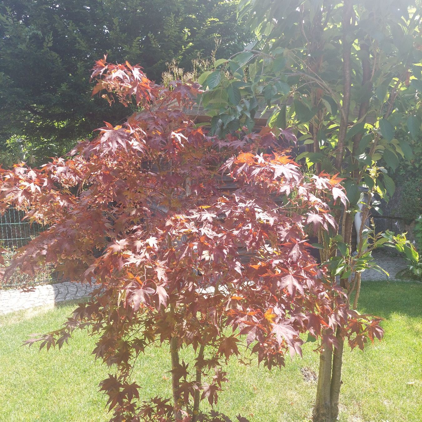Plantes & graines: JAPANISCHER AHORN BLOOGOLD – D'occasion à Honau par Blazer1 1