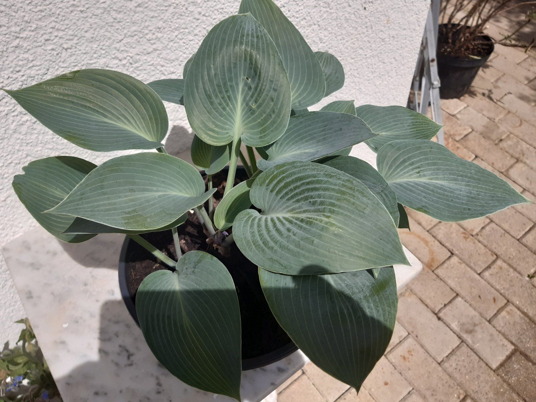 Piante & sementi: Funkie, Hosta blaublatt, sehr dekorativ – Usato da Aeugst am Albis venduto da ro97se