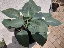 Funkie, Hosta blaublatt, sehr dekorativ
