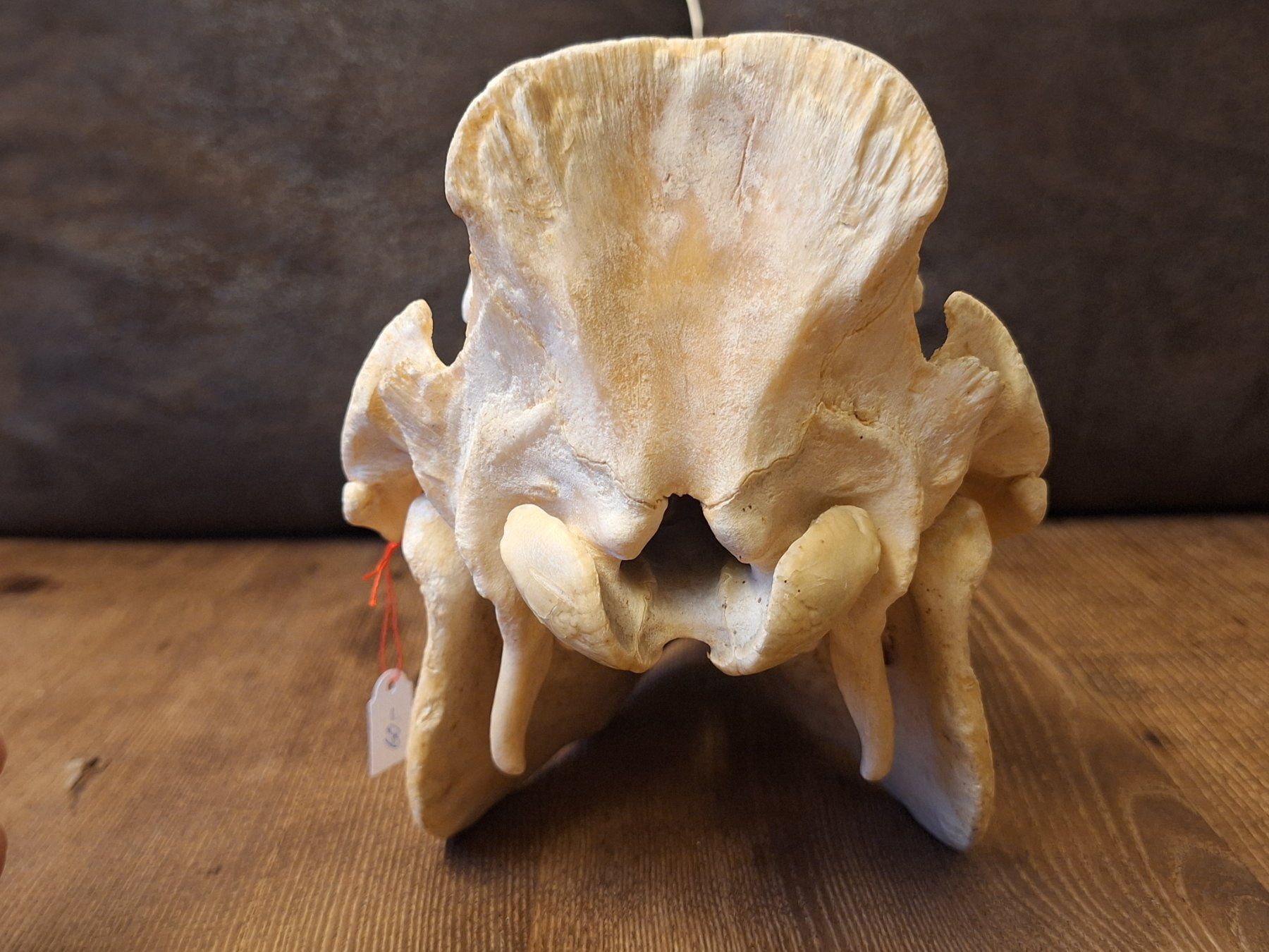 Monde des animaux: Schweineschädel – D'occasion à Widnau par skullcollector 2