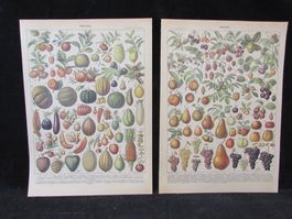 Fruits, 1900