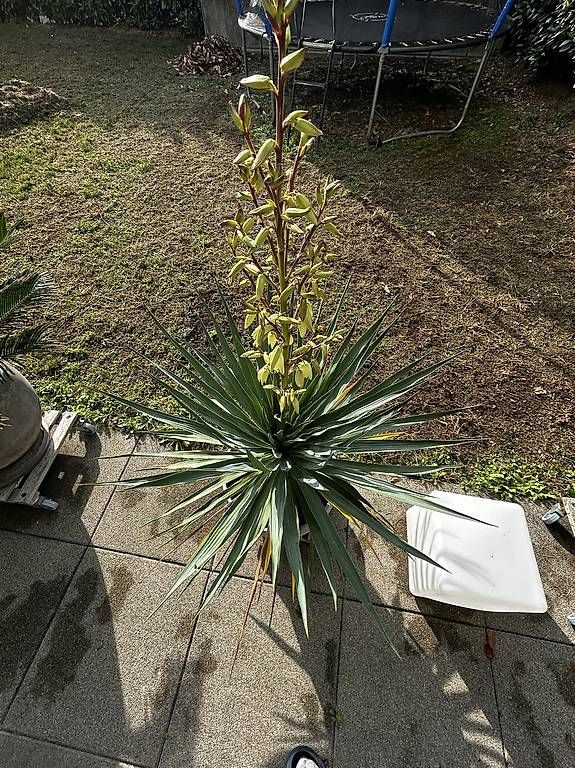 Piante & sementi: Yucca Palme  – Nuovo e nell'imballaggio originale da Oensingen venduto da kikomad 2