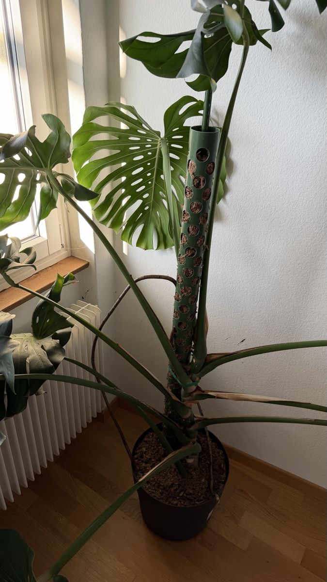 Piante & sementi: Grosse Monstera, inklusive Topf und Moosstab. – Usato da Liebefeld venduto da Jonathan_93629 1