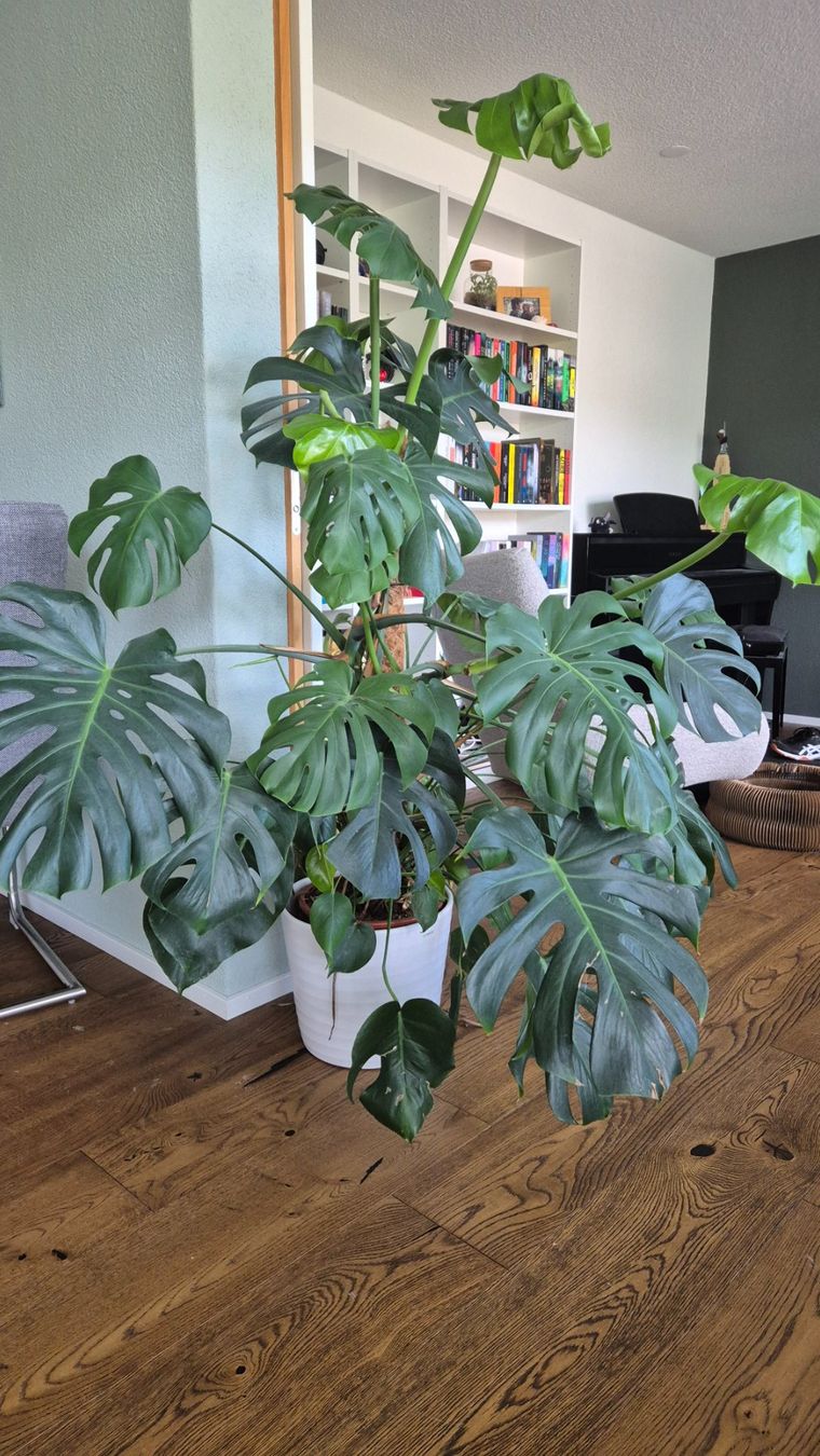 Plantes & graines: Monstera Deliciosa Zimmerpflanze – D'occasion à Freienstein par Murloc 1
