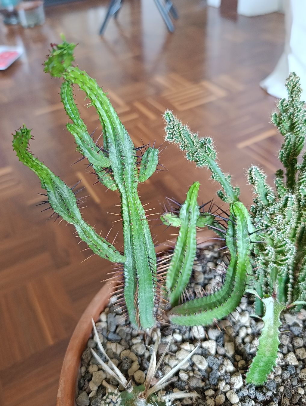 Piante & sementi: Kakteen – Usato da Baar venduto da L.isa28 2