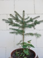 Kleine Tanne/Fichte oder Weihnachtsbaum, ca. 30 cm gross