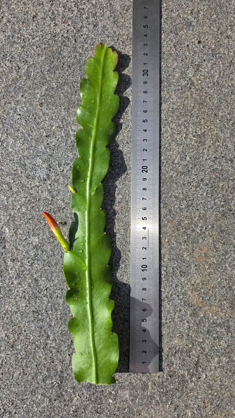 Piante & sementi: Epiphyllum 'Massimo' Ableger – Nuovo (secondo la descrizione) da St.Erhard venduto da Plumilandschweiz 1