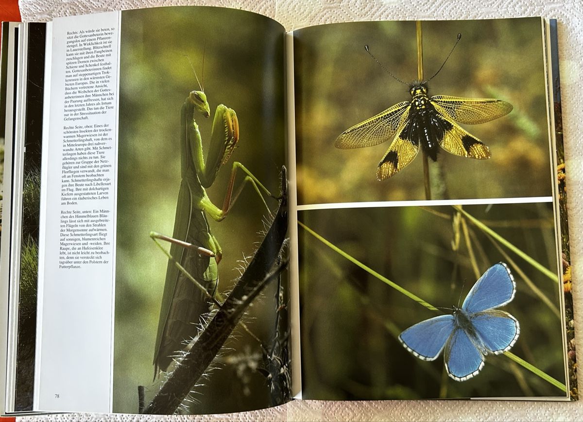 Libri: Die Wiese lebt, Silva-Verlag 1992 – Usato da Lengnau BE venduto da AgriOttu 5