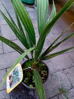 "CHAMAEROPS HUMILIS" : Palme 30 cm ↕️  "CHAMAEROPS HUMILIS"‪