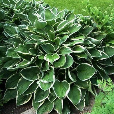 Piante & sementi: Hosta 'Francee' 1 PLANTS – Nuovo (secondo la descrizione) da Bremblens venduto da FIBONACCI369 3
