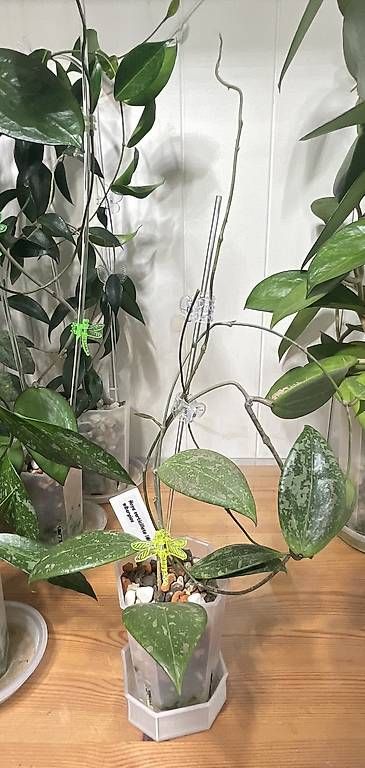 Piante & sementi: Hoya verticilliata wilbergiae, IML 1618 – Usato da Schönholzerswilen venduto da Leavylounge