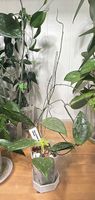 Hoya verticilliata wilbergiae, IML 1618