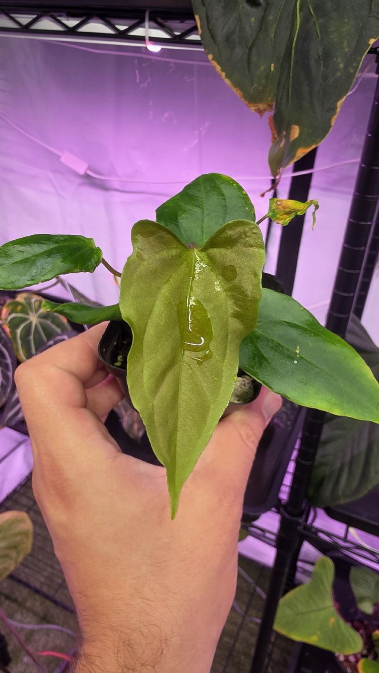 Piante & sementi: Anthurium Ralph Lynam x self Klon – Nuovo (secondo la descrizione) da Märstetten venduto da PatGomes