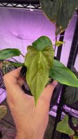 Anthurium Ralph Lynam x self Klon
