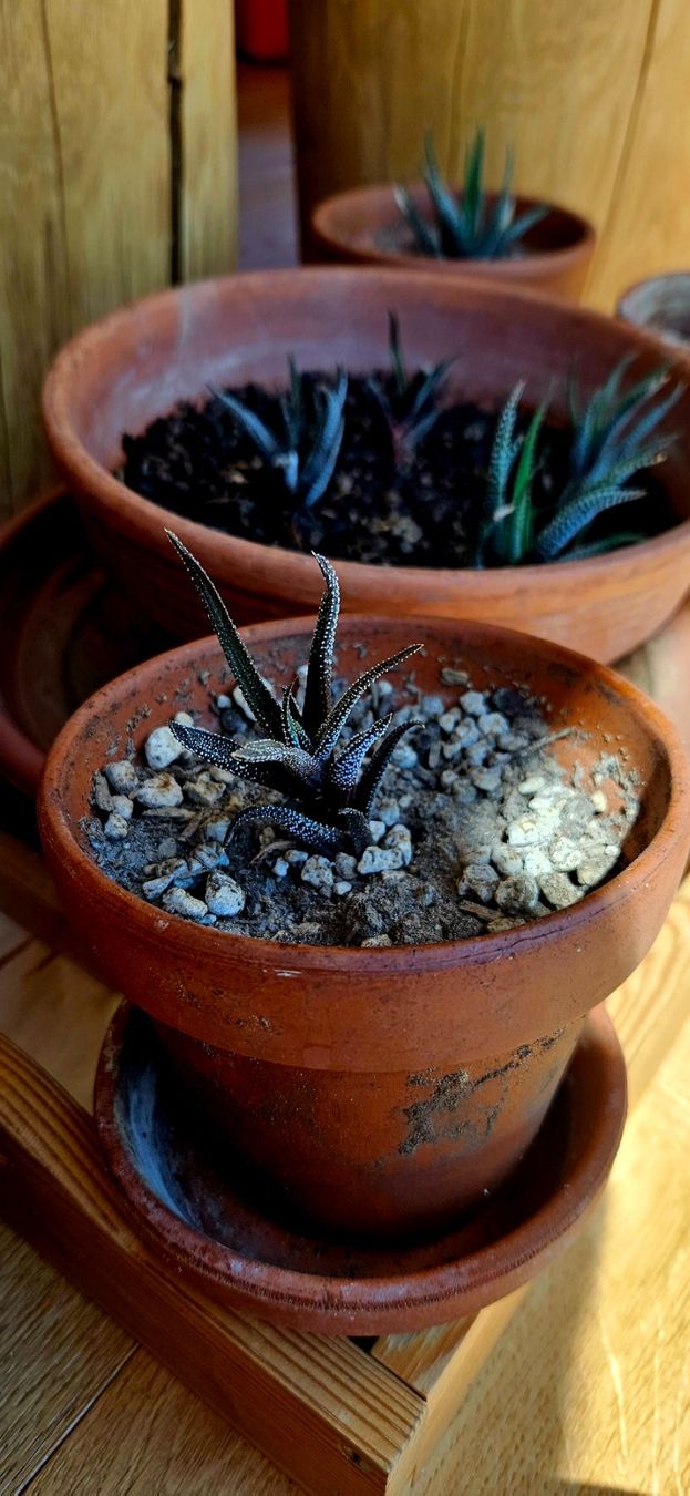 Plantes & graines: Haworthia concolor – Neuf avec emballage d'origine à Bütschwil par sr761 2