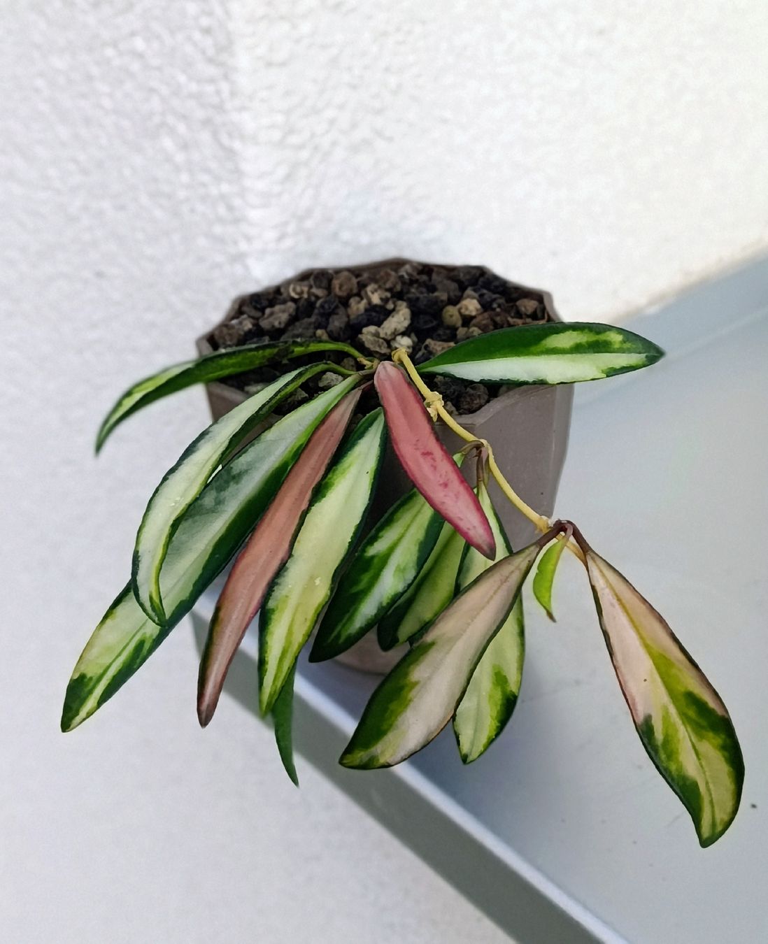 Piante & sementi: Hoya wayetii tricolor – Usato da Comano venduto da che_8lc2