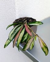Hoya wayetii tricolor